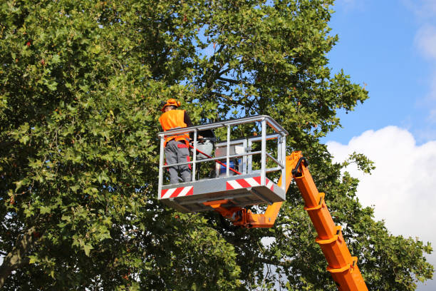 Best Hedge Trimming  in Coldwater, MI