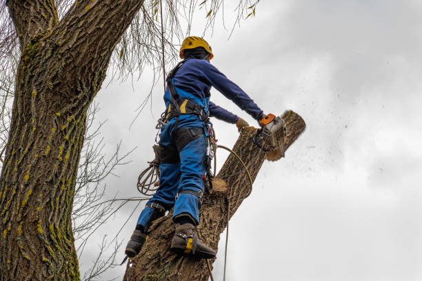 Trusted Coldwater, MI  Tree Services Experts