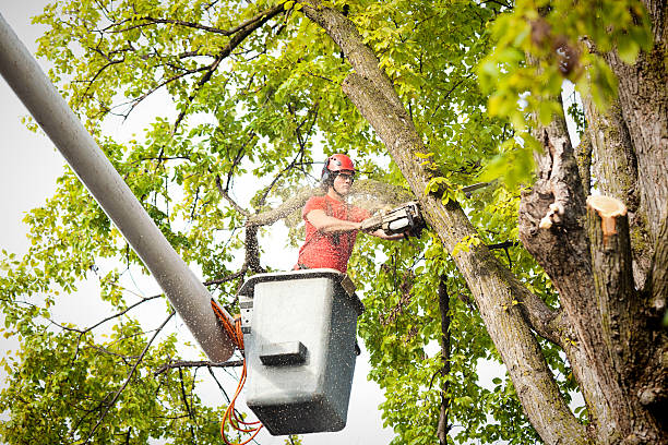 Tree and Shrub Care in Coldwater, MI